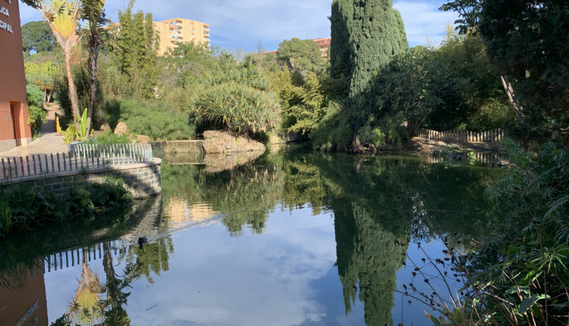 Pond at Paloma Park